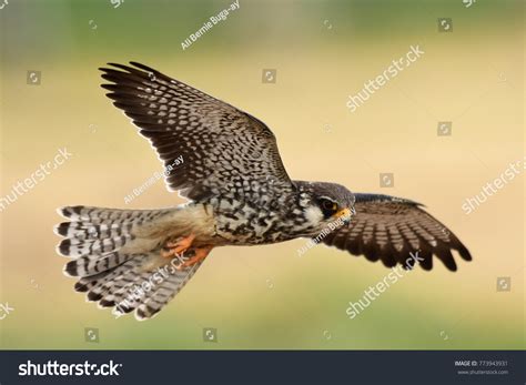 Amur Falcon This Female Falcon Breeds Stock Photo 773943931 | Shutterstock