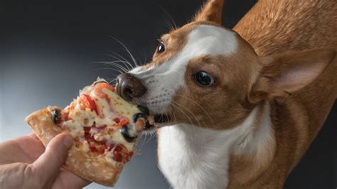 Can Dogs Eat Pizza Rolls? Is it Safe? What are the Risks?