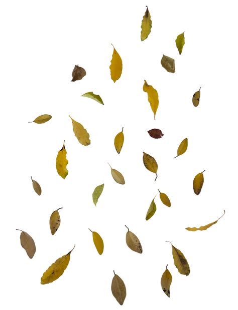 Download Falling Leaves Image HQ PNG Image | FreePNGImg