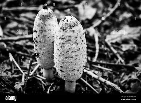 Ink fungi Black and White Stock Photos & Images - Alamy