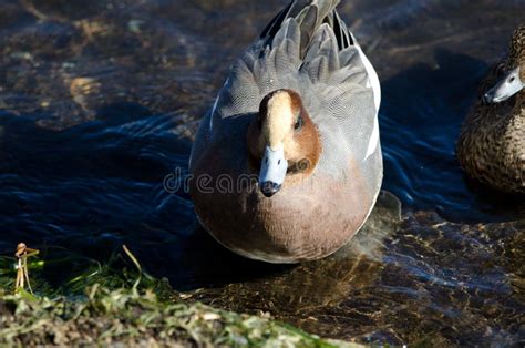 Male Eurasian wigeon. stock image. Image of colours - 264483849