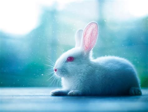 Cập nhật với hơn 113 hình nền con thỏ de thương hay nhất - Tin học Đông Hòa