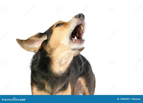 Barking Dog Stock Photo - Image: 1048240