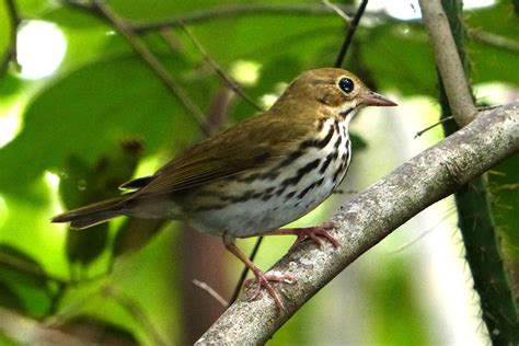 Mastic Trail - Caribbean Birding Trail