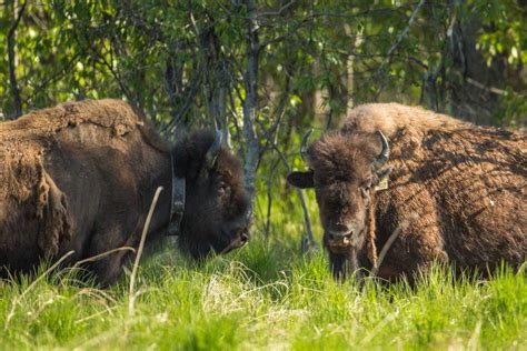 Meet America’s only wild wood bison herd, which now roams Western ...