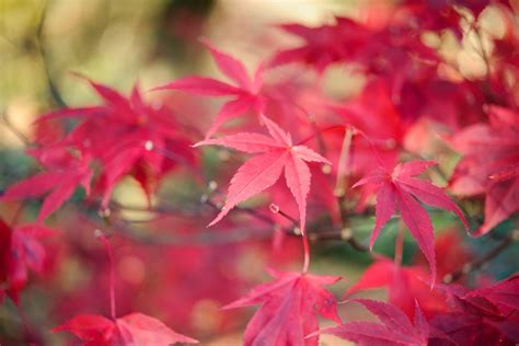 Plant an Acer in a Pot - BBC Gardeners World Magazine