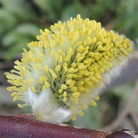 Salicaceae Archives - Embryophytes