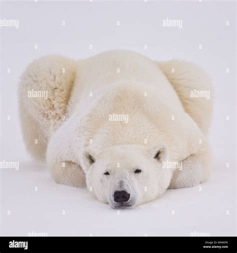 Polar bear close up hi-res stock photography and images - Alamy