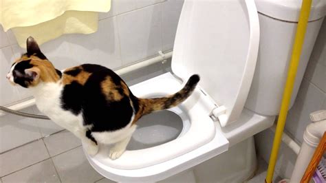 Hover Cat Seat Cat Toilet Training Kit Cat Potty Nepal Ubuy, 46% OFF