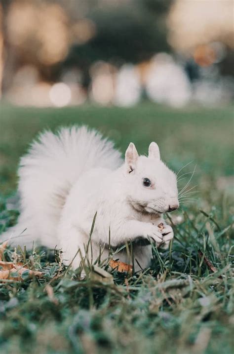 White (albino) Squirrel Meaning and 8 Symbolisms: Good Luck?