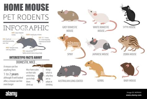 Mice breeds icon set flat style isolated on white. Mouse rodents ...