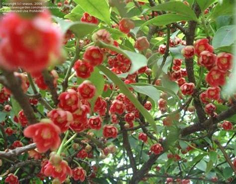 PlantFiles Pictures: Chinese Anise Tree (Illicium henryi) by snasxs