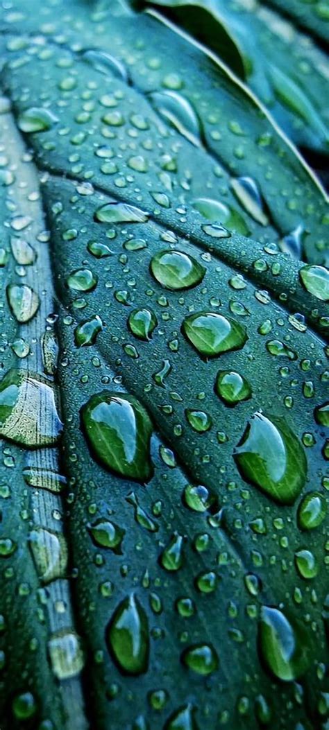 LoveLife, drops, green, nature HD phone wallpaper | Pxfuel