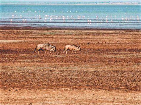 Lake Manyara Safari Tanzania | Lake Manyara Tour | Pocket Wanderings