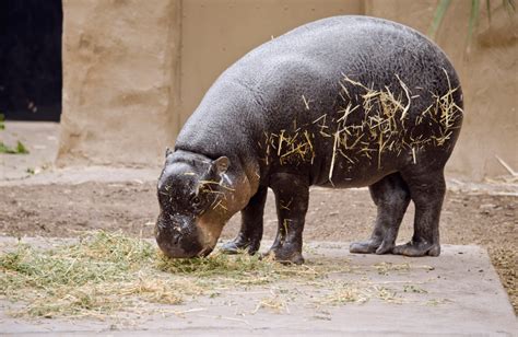 Pygmy Hippopotamus - Facts, Information & Habitat