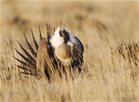 Greater Sage Grouse | Audubon