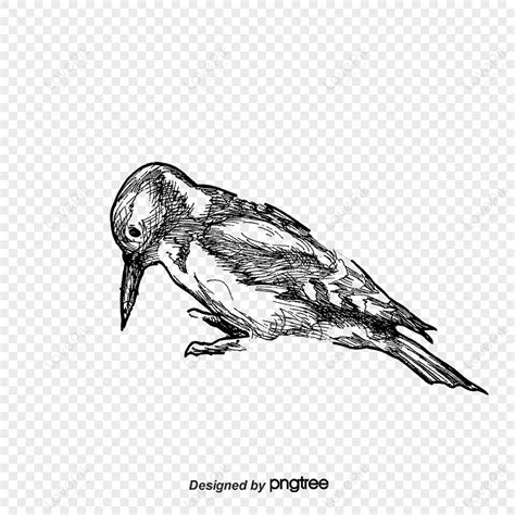 Crow Skull PNG Images With Transparent Background | Free Download On Lovepik