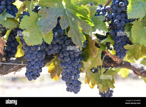 Red Grapes in the Vineyard Stock Photo - Alamy