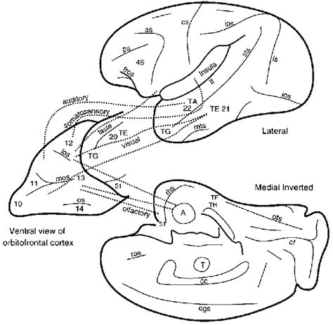 Schematic diagram showing some of the gustatory, olfactory, visual and... | Download Scientific ...