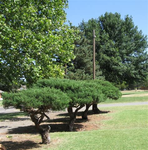 Keeping Up: Trimming Cedar Bushes