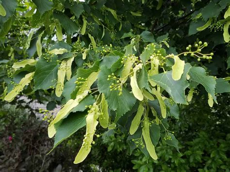 American Linden Tree (Tilia americana) | Western Carolina Botanical Club