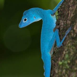 Blue Anole Facts and Pictures | Reptile Fact