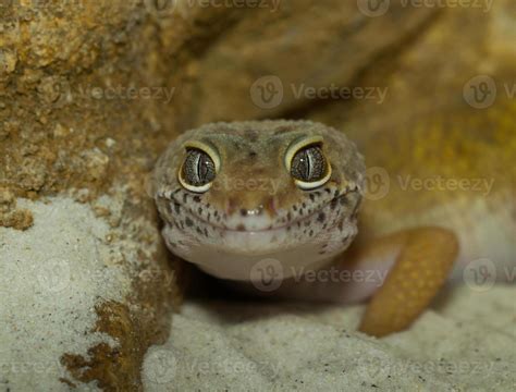 smiling leopard gecko face 850091 Stock Photo at Vecteezy