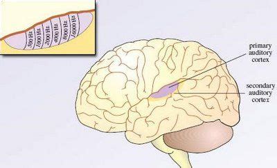 Primary and Secondary Auditory Cortex