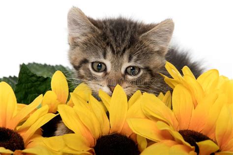 Cute Tabby Kitten Wiht Sunflowers Stock Image - Image of animal, white ...