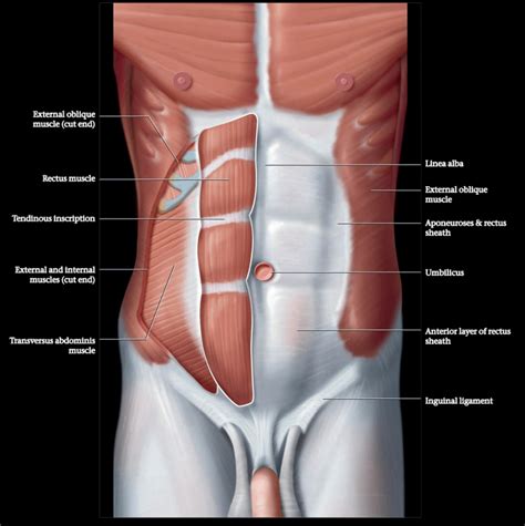 Abdominal wall and para-spinal structures anatomy