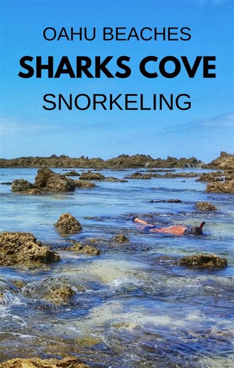 Shark's Cove Snorkeling Rental Prices 2017 :: north shore snorkeling. oahu hawaii. | Hawaii ...