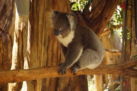 Free Images - koala bear marsupial cute