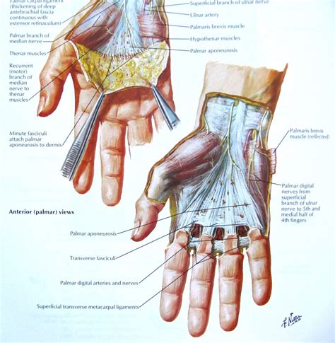 Frank Netter M.D. anatomy paintings | Art | Pinterest | Anatomy ...