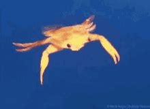 Dancing Crab Gif GIFs | Tenor