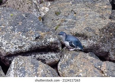 Little Blue Penguin New Zealand Stock Photo 2124117263 | Shutterstock