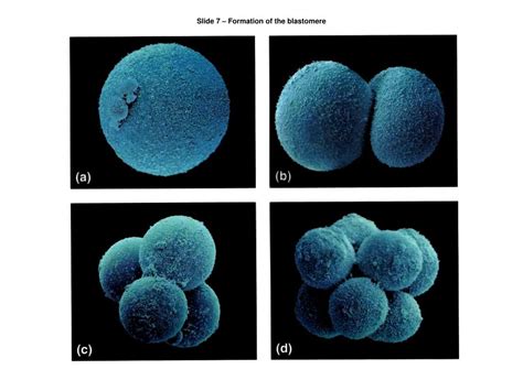 PPT - Biology 1102 PowerPoint Presentation, free download - ID:2765784