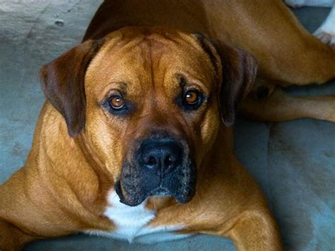 A Guide To The Boxer Rottweiler Mix Breed | PetvBLoG