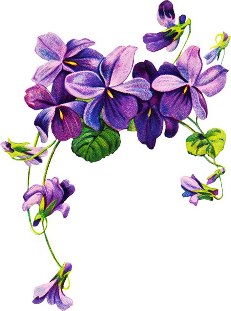 Free Violet Flower Png, Download Free Violet Flower Png png images, Free ClipArts on Clipart Library