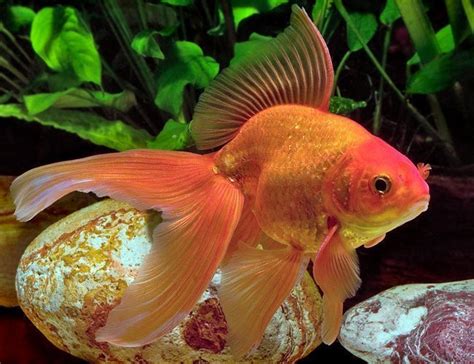 Fancy Red Fantail Goldfish | Arizona Aquatic Gardens