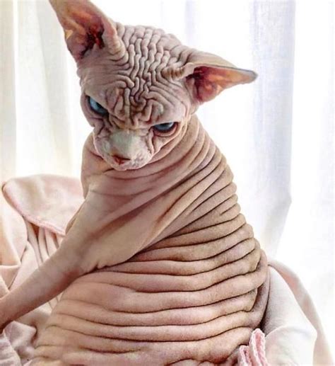 ...Whoops... in 2020 | Scary cat, Cats, Sphynx