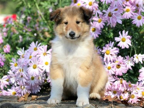 Collie Puppies For Sale | Puppy Adoption | Keystone Puppies