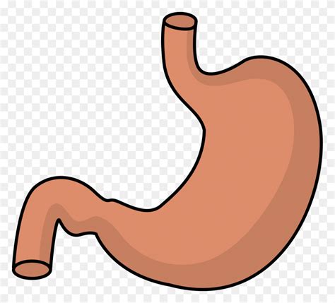 Digestive System Clip Art - Digestion Clipart - FlyClipart