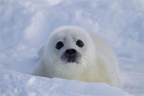 Pin on pup seals