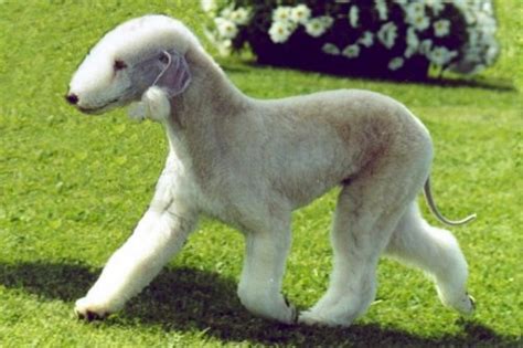 10 Unique Dog Breeds You May Never Come Across