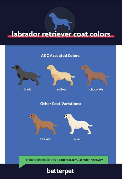 Labrador retriever: Characteristics, Facts and Pictures