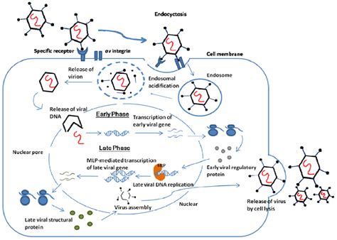 Adenovirus: Structure and genome, Replication, Pathogenesis, Infection ...