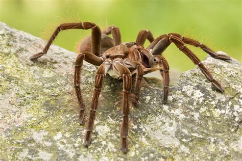 Goliath Birdeater – The Lawrence Hall of Science