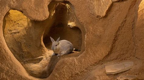 What time is The Burrowers: Animals Underground on - Jane Simon ...