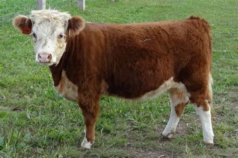 Breeders World | Barkows Miniature Herefords