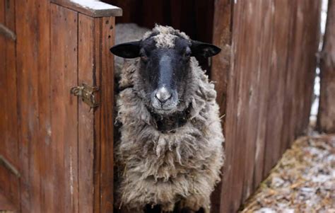 Best Fencing For Sheep And Other Critters - Critter Ridge